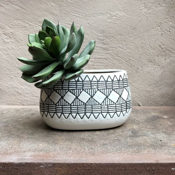 HomeGoods Other - ARTIFICIAL GREEN ECHEVERIA SUCCULENT STEM